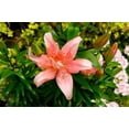 thumbnail image 1 of Pink Lily Poster Print by George Johnson (20 x 28), 1 of 1