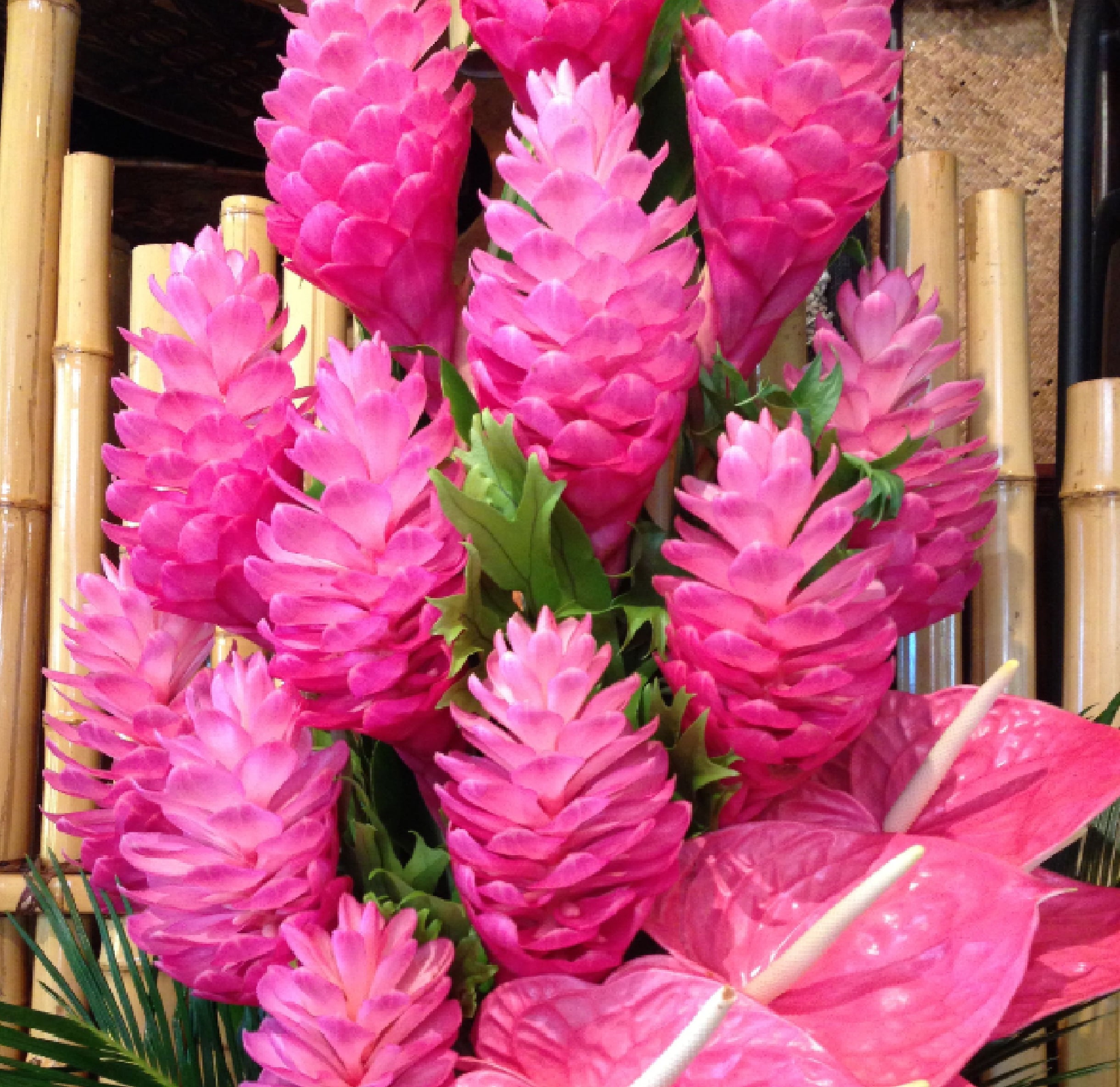 Pink Live Ginger Plant Roots 1 Pk (2 Roots 2"-4" Long) Partial Shade
