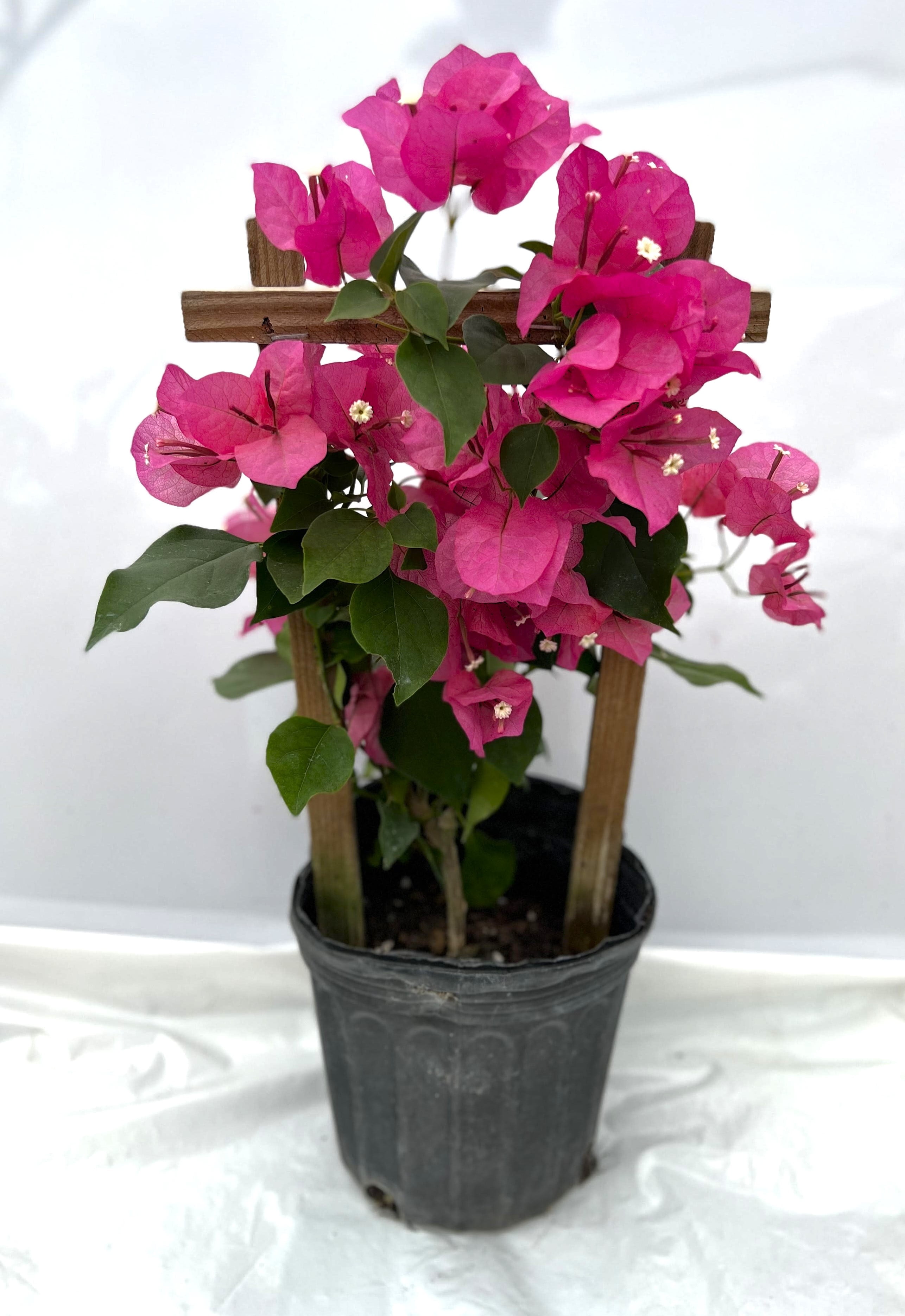 Pink Live Plant Bougainvillea Vine 6" Pot Trellis Fast Growing Full Sun NO CA
