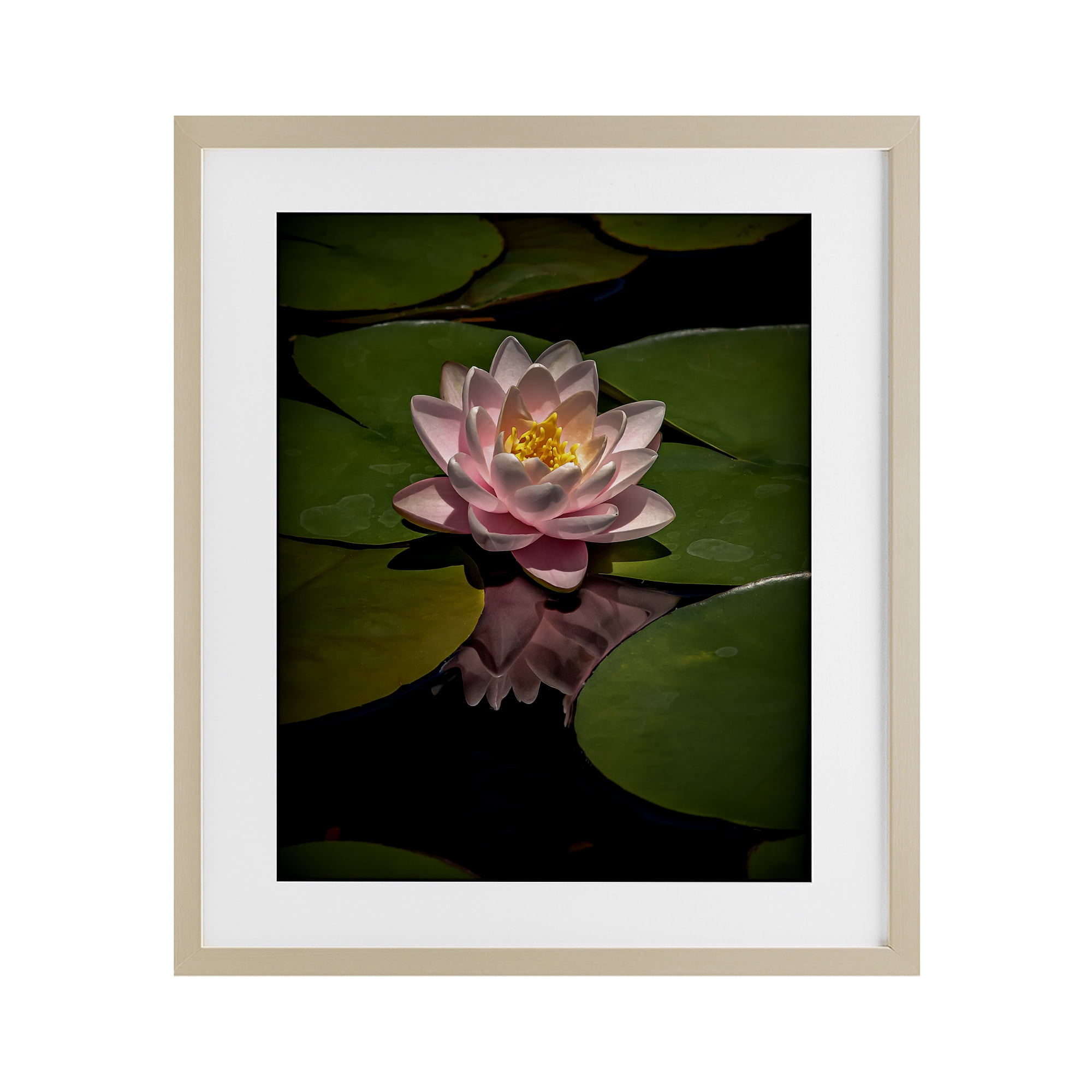 Pink Lotus Among Lily Pads Birch Framed Print Under Glass, design by Phillip Flowers