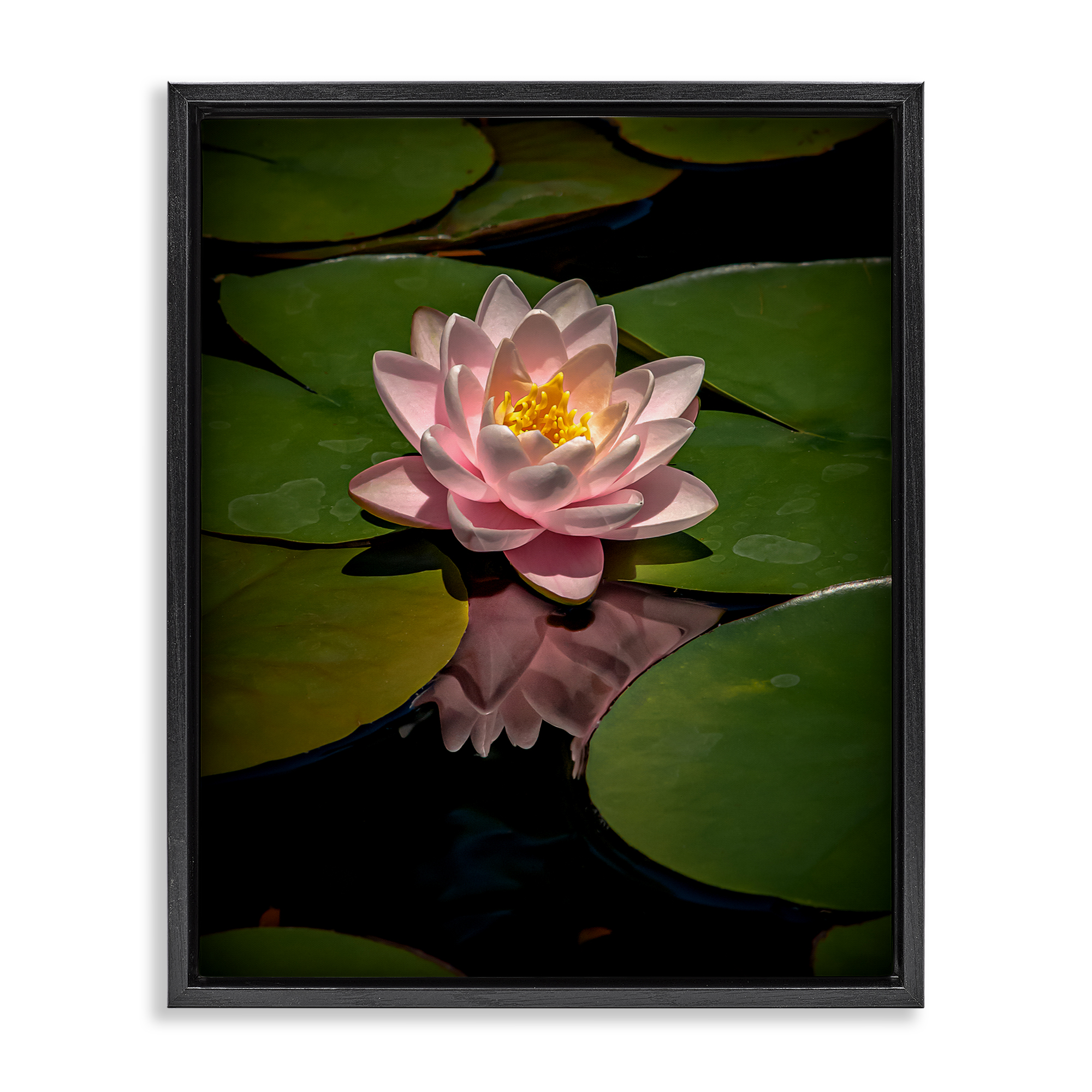 Pink Lotus Among Lily Pads Black Framed Floater Canvas Wall Art, design by Phillip Flowers