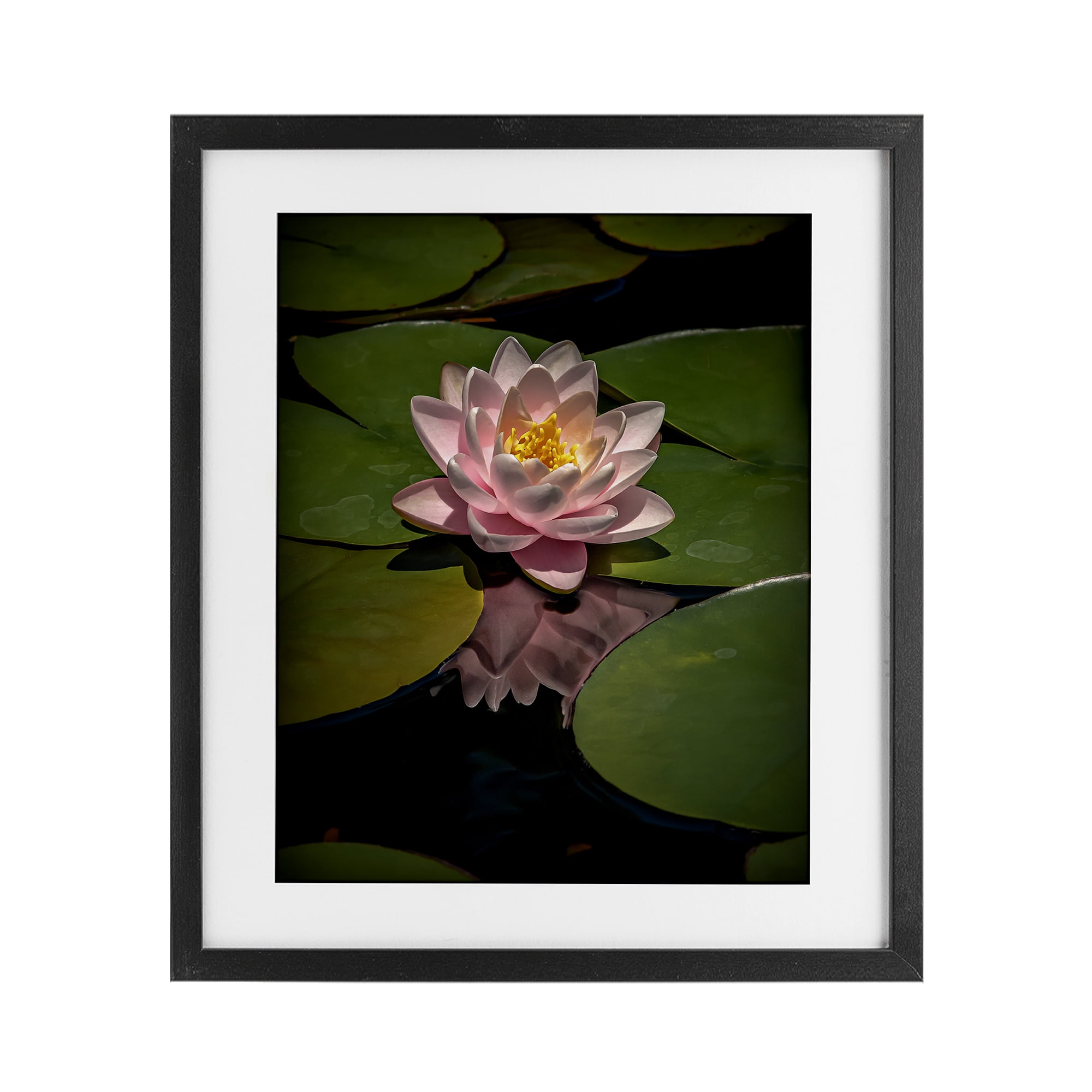 Pink Lotus Among Lily Pads Black Framed Print Under Glass, design by Phillip Flowers