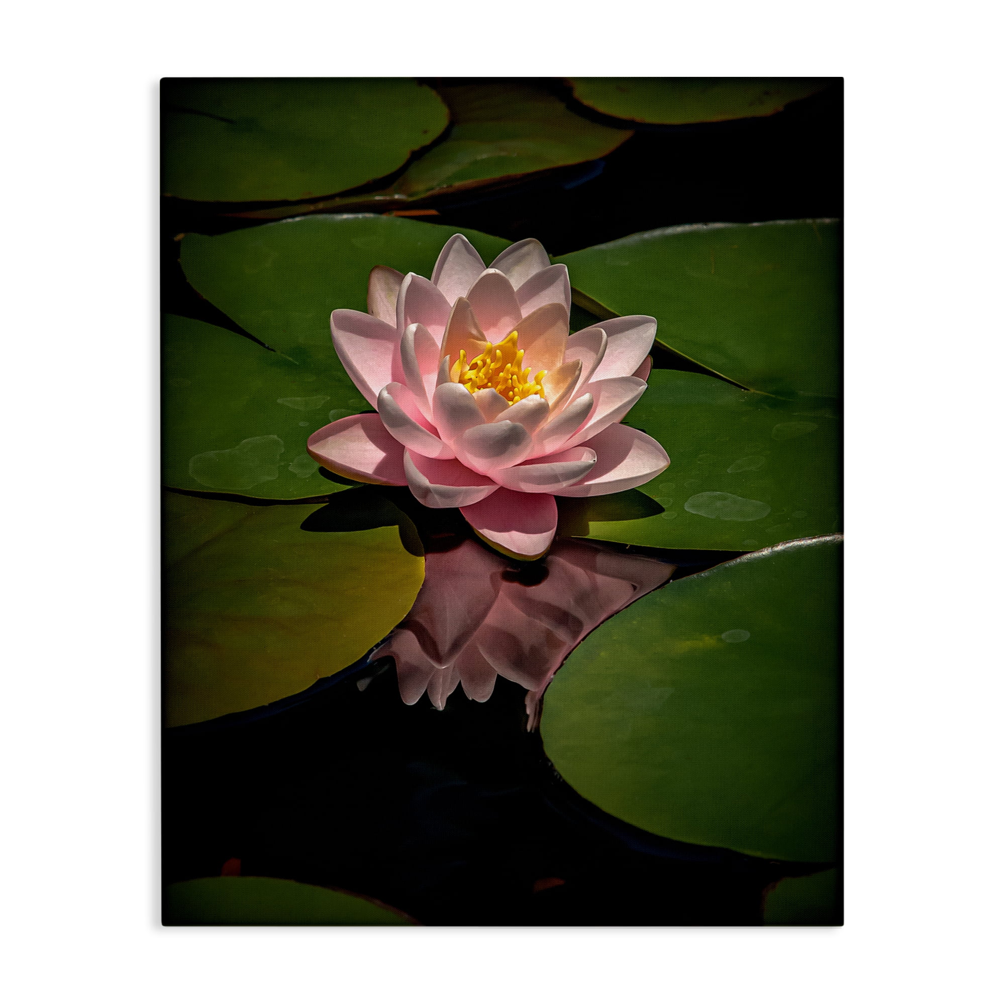 Pink Lotus Among Lily Pads Canvas Wall Art, design by Phillip Flowers