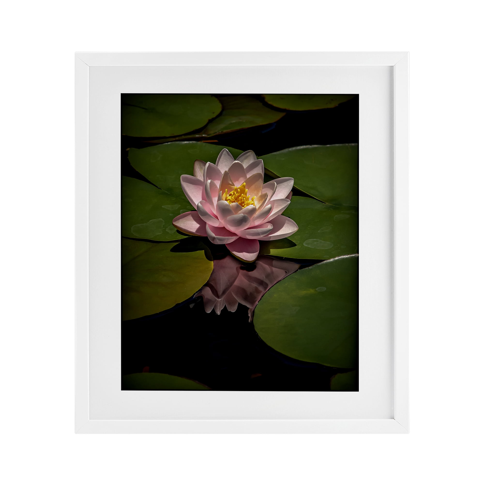 Pink Lotus Among Lily Pads White Framed Print Under Glass, design by Phillip Flowers