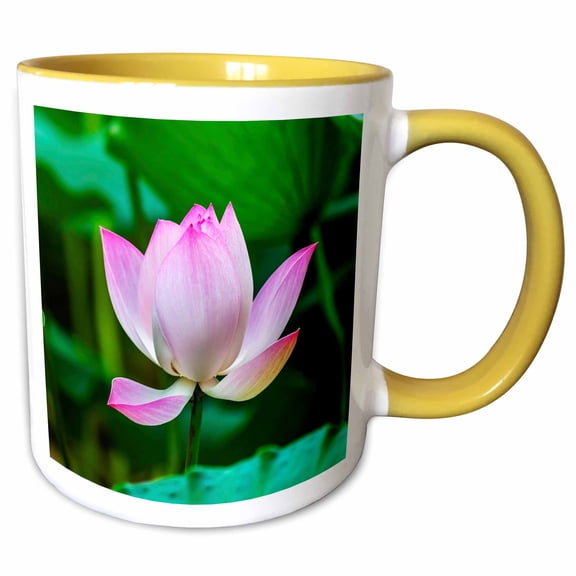 3drose, Pink Lotus Blooming in Lotus Pond, Temple of the Sun, Beijing, China, 15oz Two-tone Yellow Mug