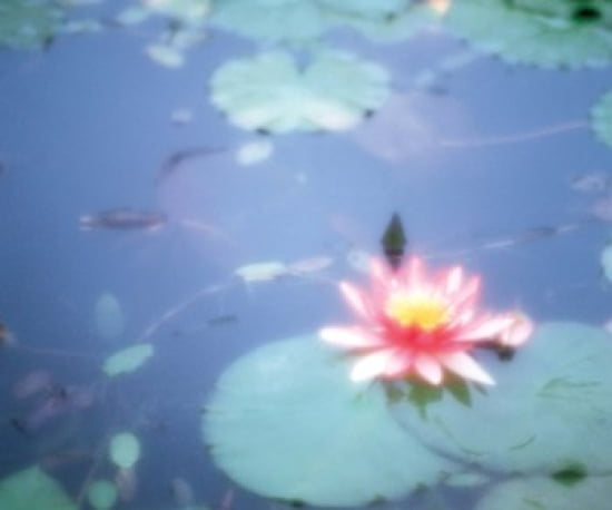 Pink Lotus Flower in Pool Canvas Art - Panoramic Images (36 x 30)