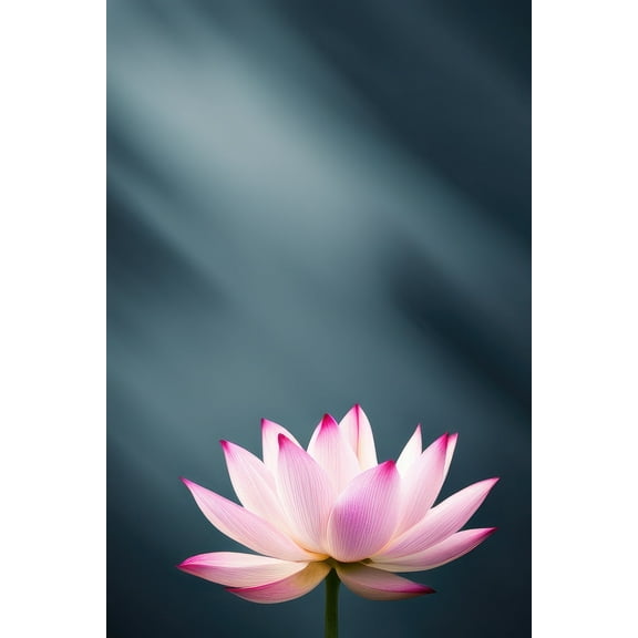 Pink Lotus Flower with Dark Background Photo I - 12" x 18" Art Print Wall Decor