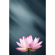 Pink Lotus Flower with Dark Background Photo I - 12 x 18 Art Print Wall Decor