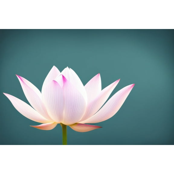 Pink Lotus Flower with Dark Background Photo II - 12" x 18" Art Print Wall Decor