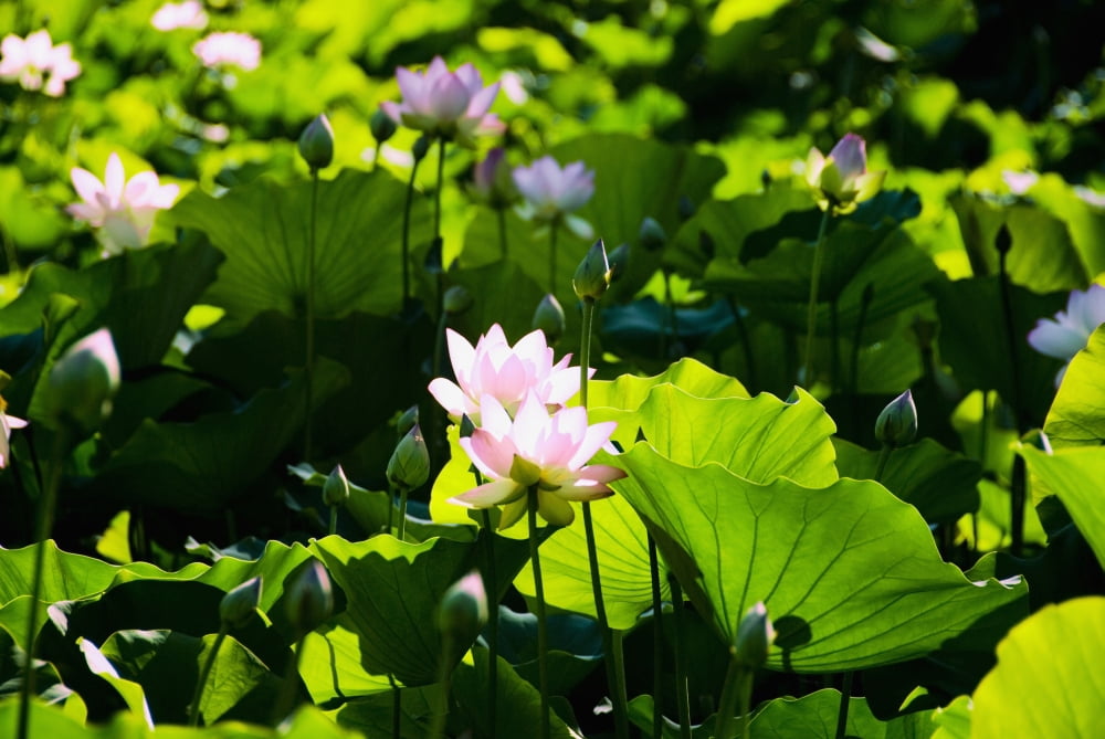 Pink Lotus Flowers Growing Among Leaves Canvas Art - Ray Laskowitz Design Pics (34 x 22)