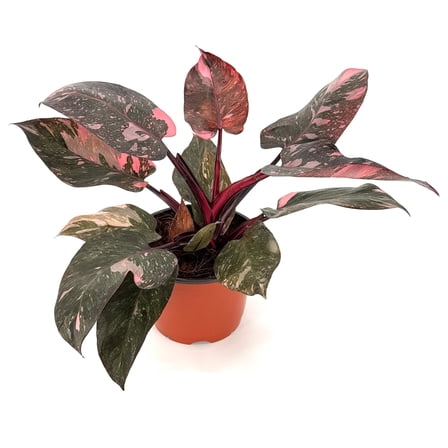 Pink Marble Philodendron - 1 Live Starter Plant - Philodendron Erubescens Pink Marble - Beautiful Colorful Vining Indoor Houseplant