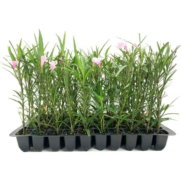 Pink Mexican Petunia | 10 Live Plants | Ruellia Brittoniana | Drought Tolerant Low Maintenance Blooming Butterfly Bush