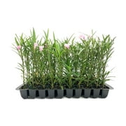 Pink Mexican Petunia  3 Live Plants  Ruellia Brittoniana  Drought Tolerant Low Maintenance Blooming Butterfly Bush