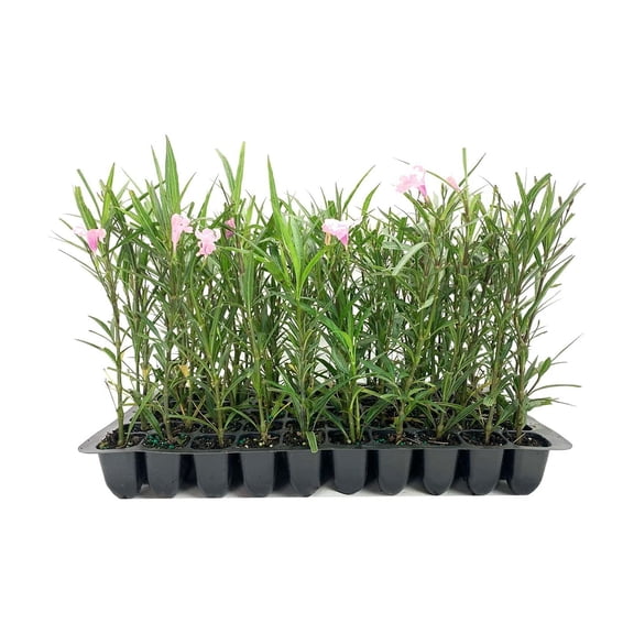 Pink Mexican Petunia  60 Live Plants  Ruellia Brittoniana  Drought Tolerant Low Maintenance Blooming Butterfly Bush