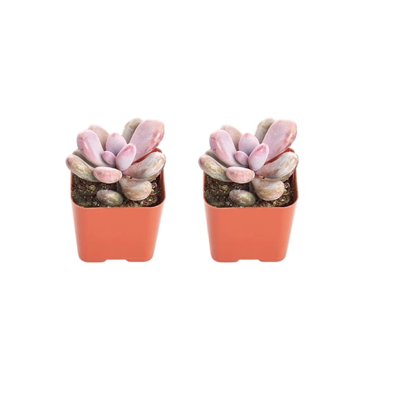 Pink Moonstone Succulent in 2" Pot –Small Potted succulents plants live with Chubby Pastel Pink Leaves, Indoor Lives  Houseplant for Indoor Desks & Bright Windows