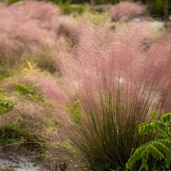 Expert Gardener Pink Muhly Grass (2.5 Gallon) Tall Ornamental Perennial with Airy Plume Heads - Full Sun Live Outdoor Plant