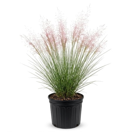 Expert Gardener Pink Muhly Grass (2.5 Gallon) Tall Ornamental Perennial with Airy Plume Heads - Full Sun Live Outdoor Plant