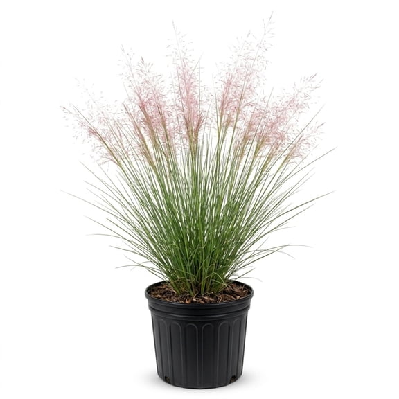 Expert Gardener Pink Muhly Grass (2.5 Gallon) Tall Ornamental Perennial with Airy Plume Heads - Full Sun Live Outdoor Plant