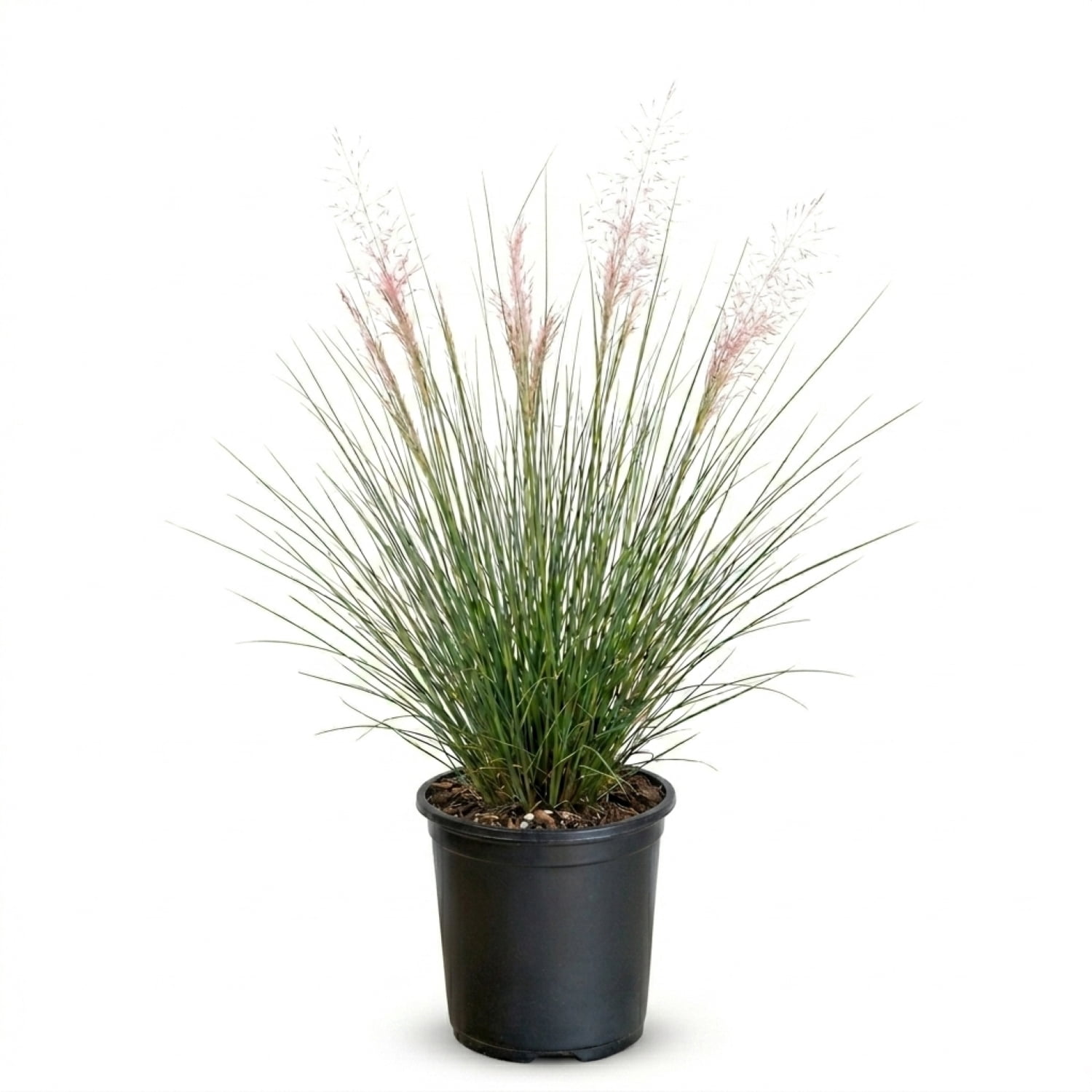 Expert Gardener Pink Muhly Grass, 2.5 Quart Live Outdoor Ornamental Perennial