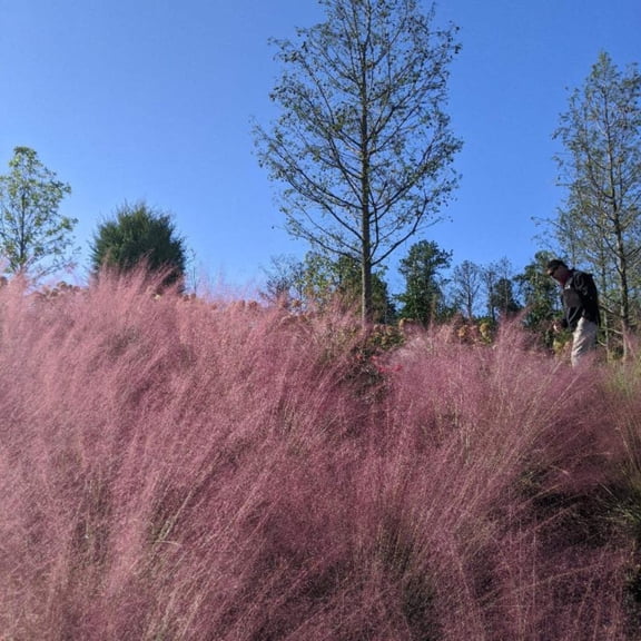 Pink Muhly Grass - Muhlenbergia capillaris