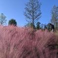 thumbnail image 1 of Pink Muhly Grass - Muhlenbergia capillaris, 1 of 5