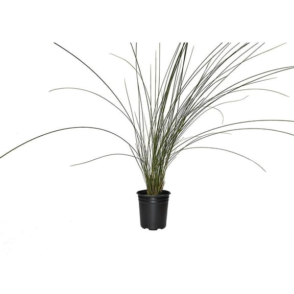 Pink Muhly Grass 3 Large Live Plants Muhlenbergia Capillaris Hairawn Muhly Blooming Ornamental Foliage