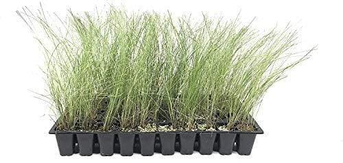 Pink Muhly Grass - 3 Live Plants - Muhlenbergia Capillaris - Hairawn Muhly - Beautiful Blooming Low Maintenance Ornamental Foliage