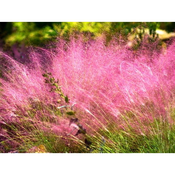 Pink Muhly Grass (Cotton Candy Grass) 1 Gallon Perennial