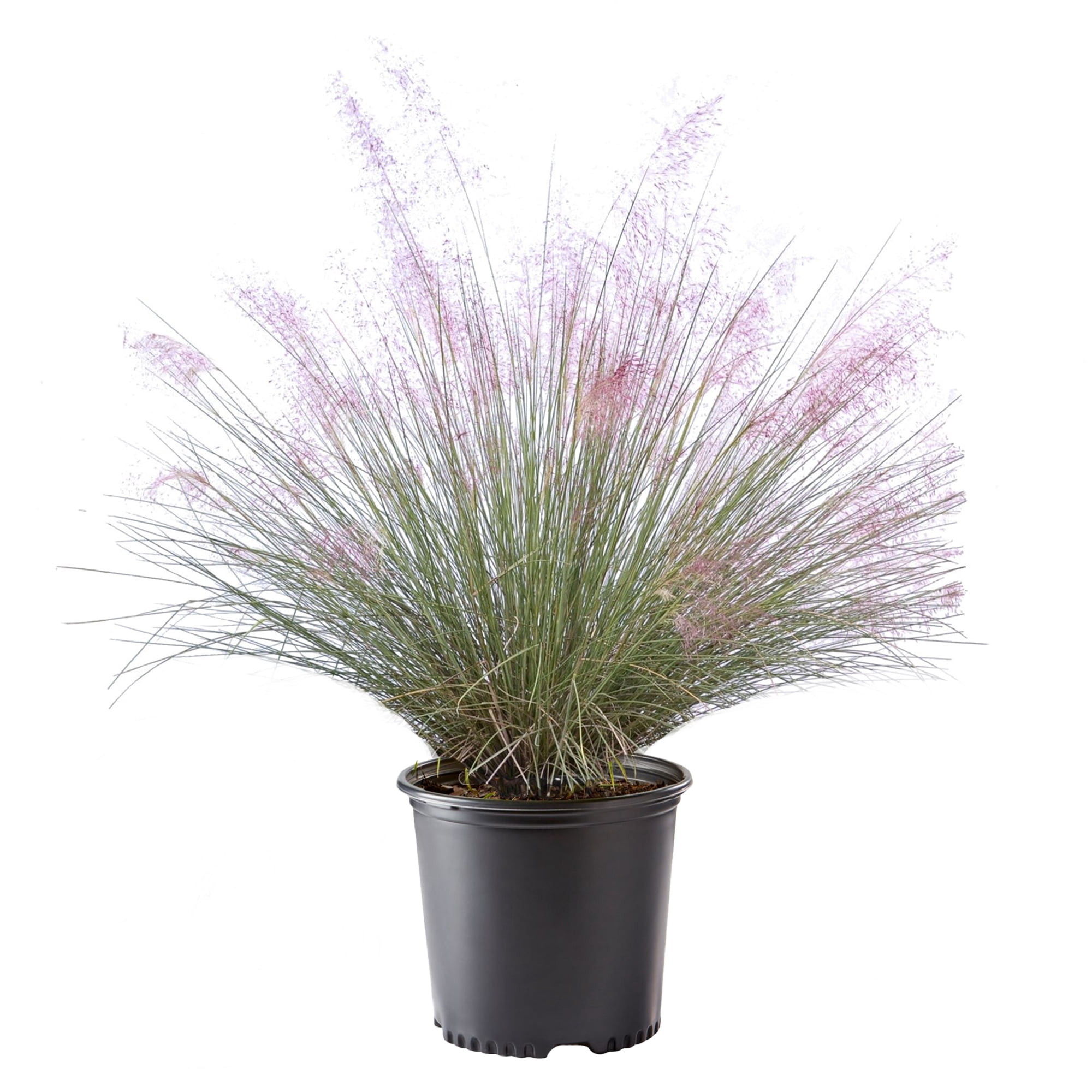 Pink Muhly Grass Live Plant (2.25 Gallon)
