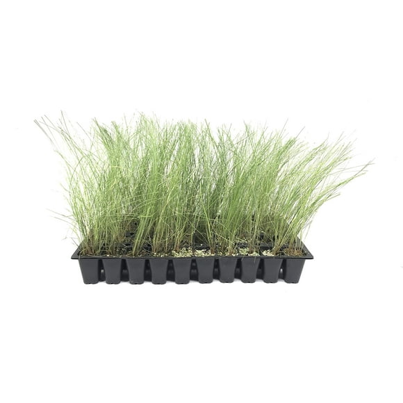 Pink Muhly Grass Qty 30 Beautiful Live Plants Blooming Ground Cover