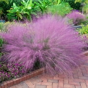 Pink Muhly Ornamental Grass Dormant Bare Root Starter Perennial Plant (1-Pack)