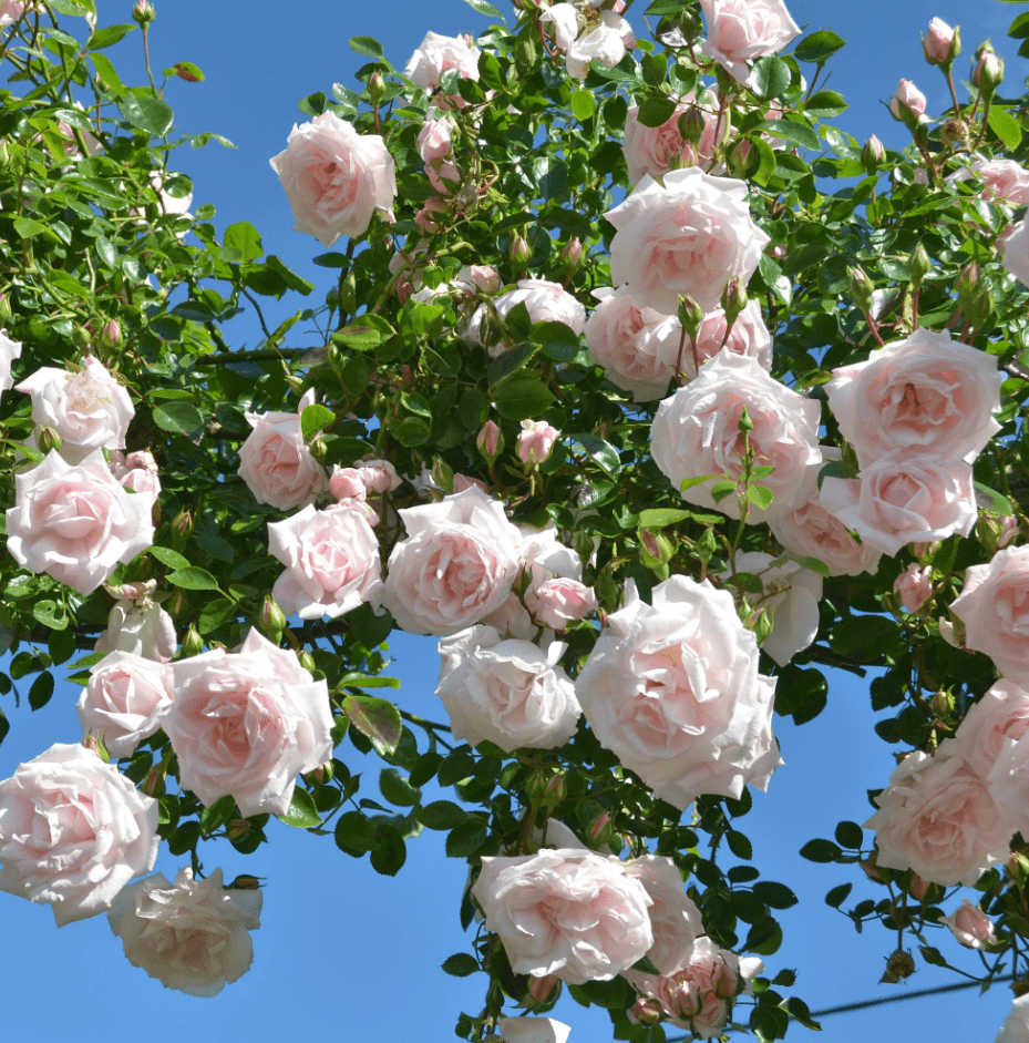 Vining Roses Pink New Dawn Rose Plants Climbing, Roses Bushes Plant Live Tree ...
