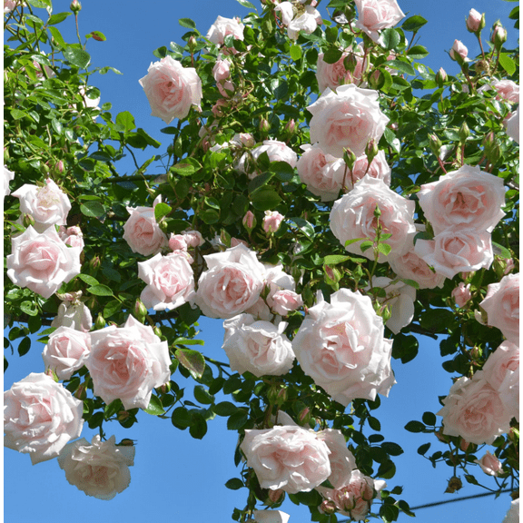 Pink New Dawn Rose Plants Climbing, Roses Bushes Plant Live Tree, Fragrant and Well-Rooted, Starter 4 to 7 Inc Tall, Vining Roses for Planting Outdoor
