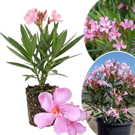 Pink Oleander Live Plant 4-6 Inches Tall, Oleander Blooming Flower Plant, Flowering Shrub for Outdoor Garden