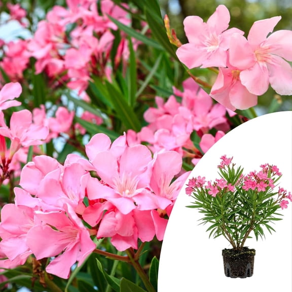 Pink Oleander Plants Live, Oleander Plant, Flowering Bushes and Shrubs Perennial for Landscaping, Vibrant Blooming, Starter Plant from 4-6 Inches Tall
