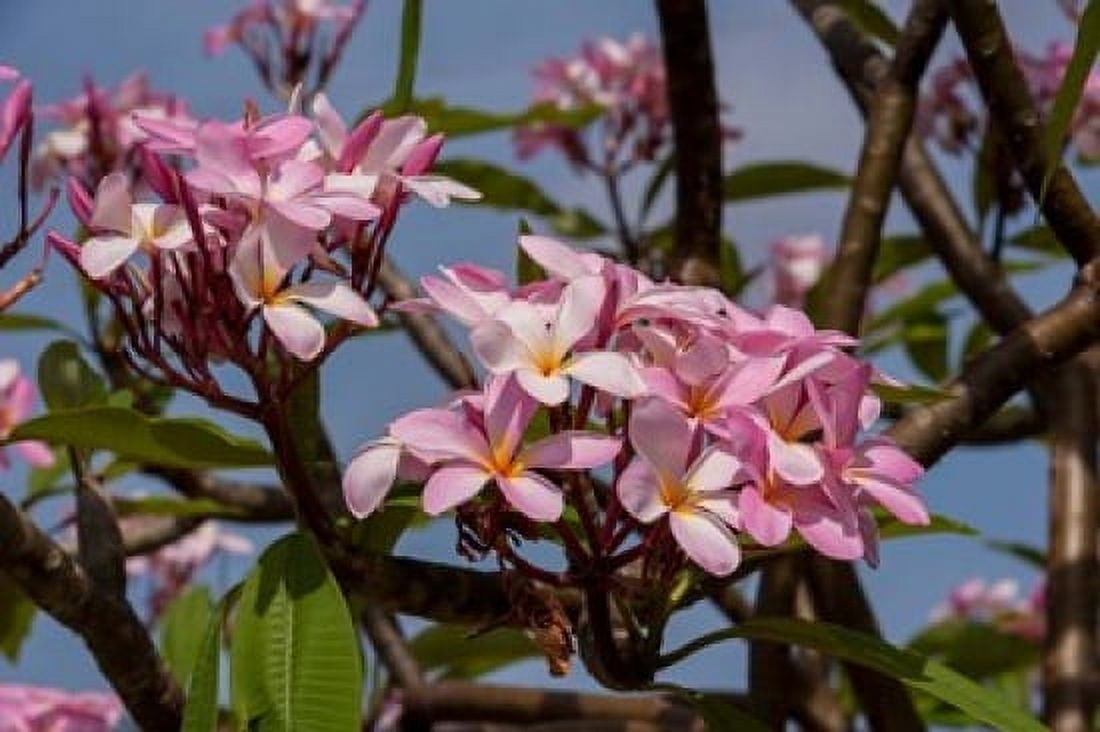 Pink Oleander flora Grand Cayman Cayman Islands British West Indies Canvas Art - Lisa S Engelbrecht DanitaDelimont (22 x 15)