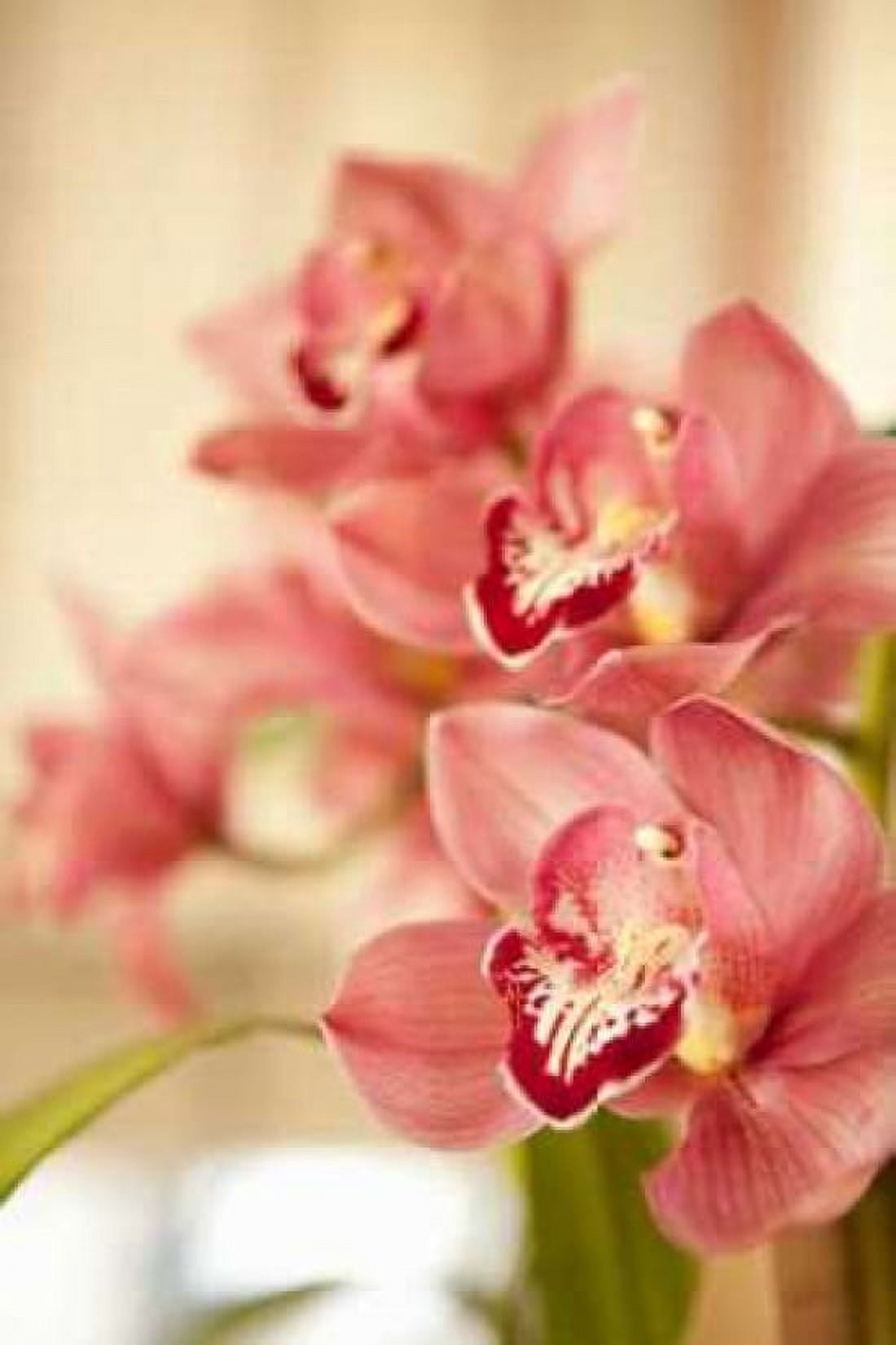 Pink Orchid I Canvas Art - Karyn Millet (24 x 36)