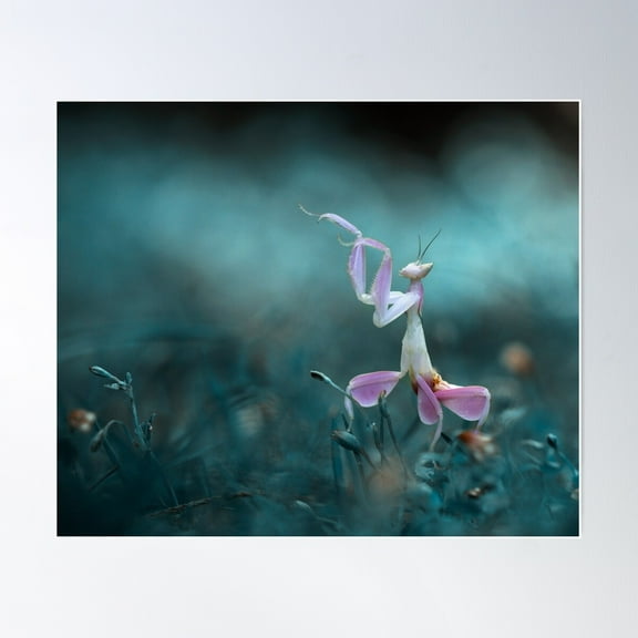 Pink Orchid Mantis Dancing Poster Wall Art, Modern Wall Decor For Living Room Bedroom, 8x12 UNFRAMED
