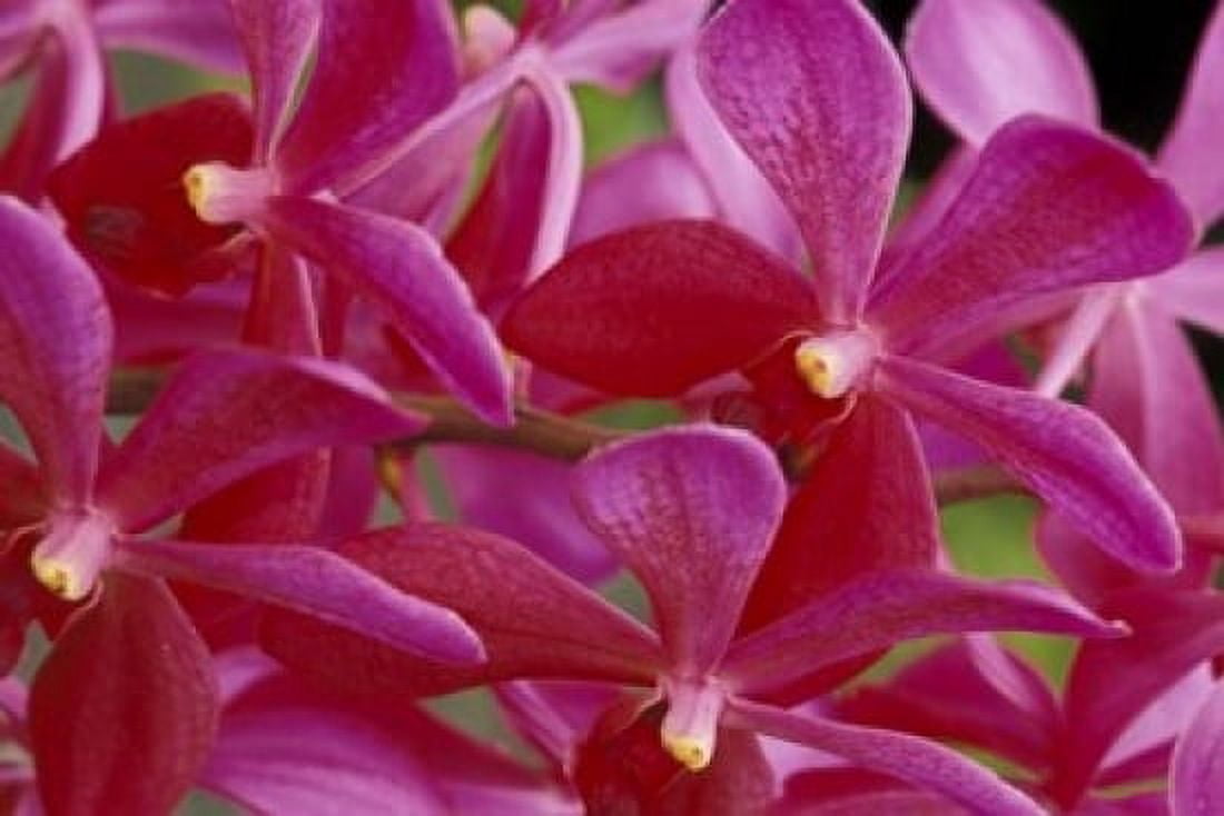 Pink Orchids Barbados Caribbean Canvas Art - Greg Johnston DanitaDelimont (24 x 15)