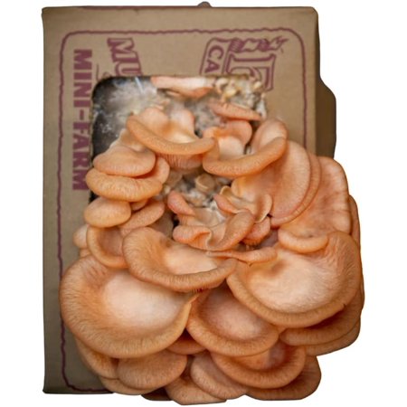 Pink Oyster Mini-Farm Grow Kit, 5lbs, Non-GMO, Easy to Use, Grow Your Mushrooms at Home, Produced by Real Farmers in California