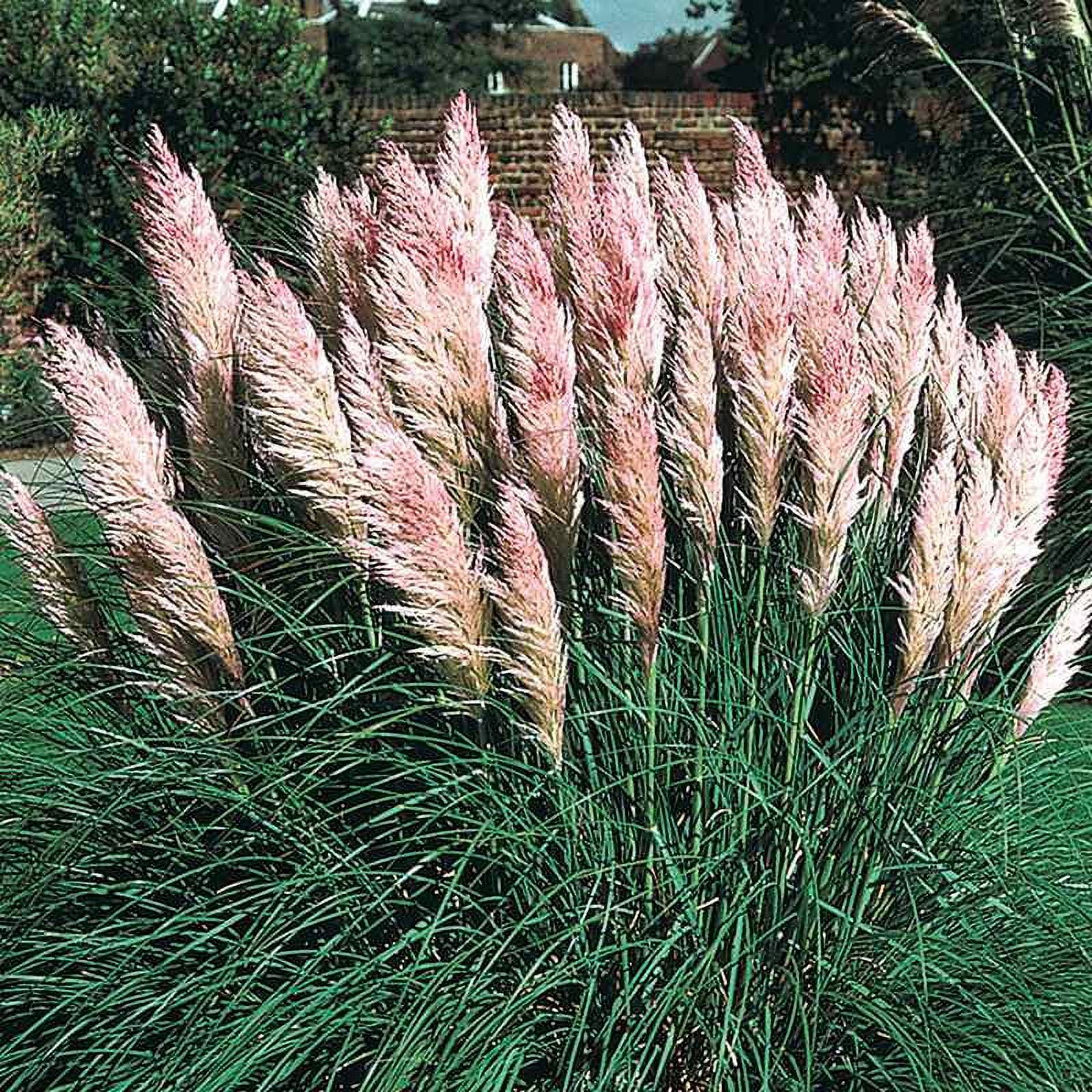 Pink Pampas Drought Tolerant Ornamental Grass Plants Seed For Xeriscaping - 2000 Seeds