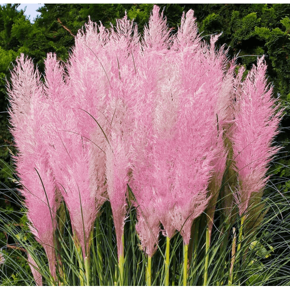 Pink Pampas Grass Live Plant, Cortaderia Pink, Ornamental Grass Starter, 4-7 Inch Tall, Well-Rooted, Ships Without Pot