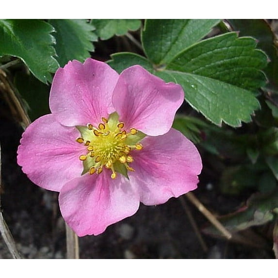 Pink Panda Strawberry Plant - Fragaria - Ornamental/Edible - Quart Pot
