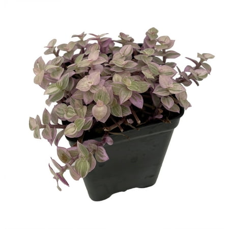 Pink Panther Bolivian Jewel - Callisia repens - 2" Pot