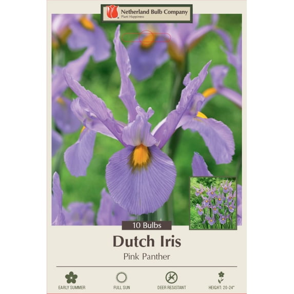 Pink Panther Dutch Iris 10 Bulbs - Great Cut Flower! - 8/9 cm Bulbs