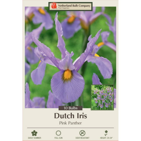 Pink Panther Dutch Iris 10 Bulbs - Great Cut Flower! - 8/9 cm Bulbs