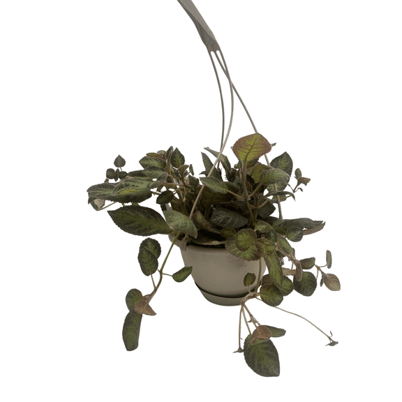 Pink Panther Flame Violet - Episcia - 6" Hanging Basket