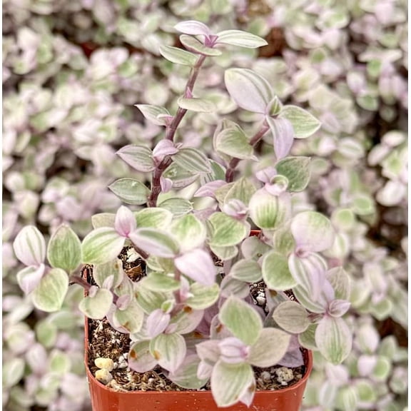 Pink Panther Plant Pink Lady Bolivian Jewel Callisia Repens Turtle Vine Houseplant 2"Pot