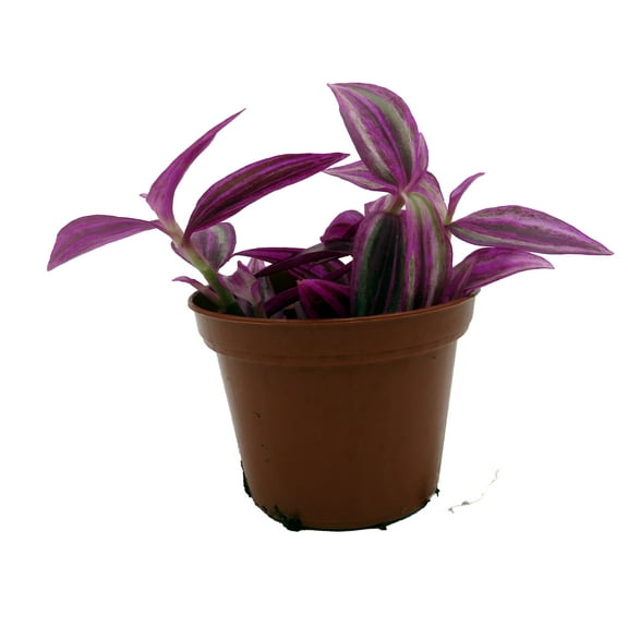 Pink Paradise Tradescantia - 2.5" Pot - House Plant