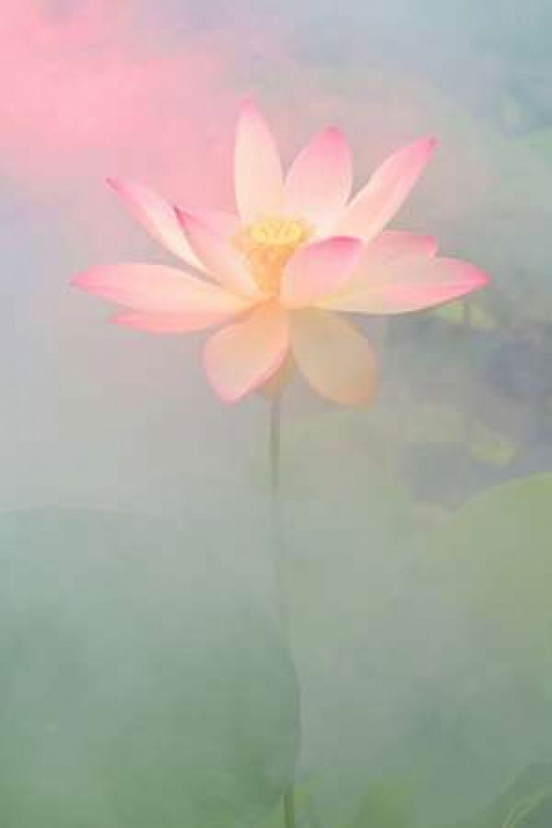 Pink Passion Canvas Art - Bahman Farzad (12 x 18)